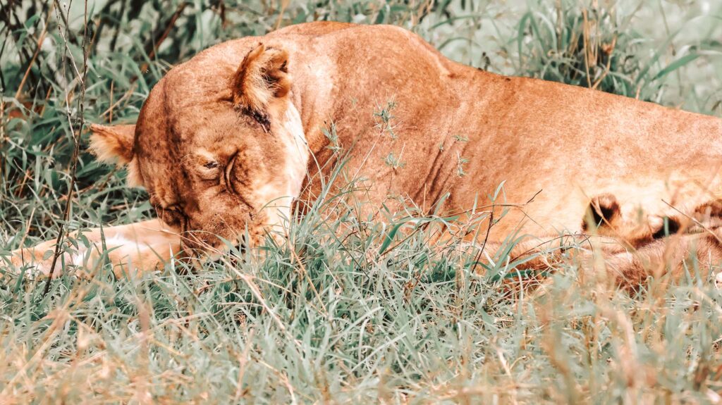 Sleeping lioness, after a long day in Grumeti