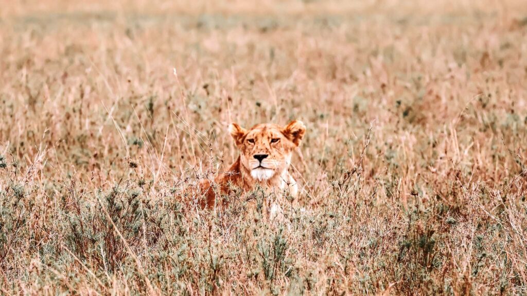Beautiful lioness in the Long Grass in Serengeti