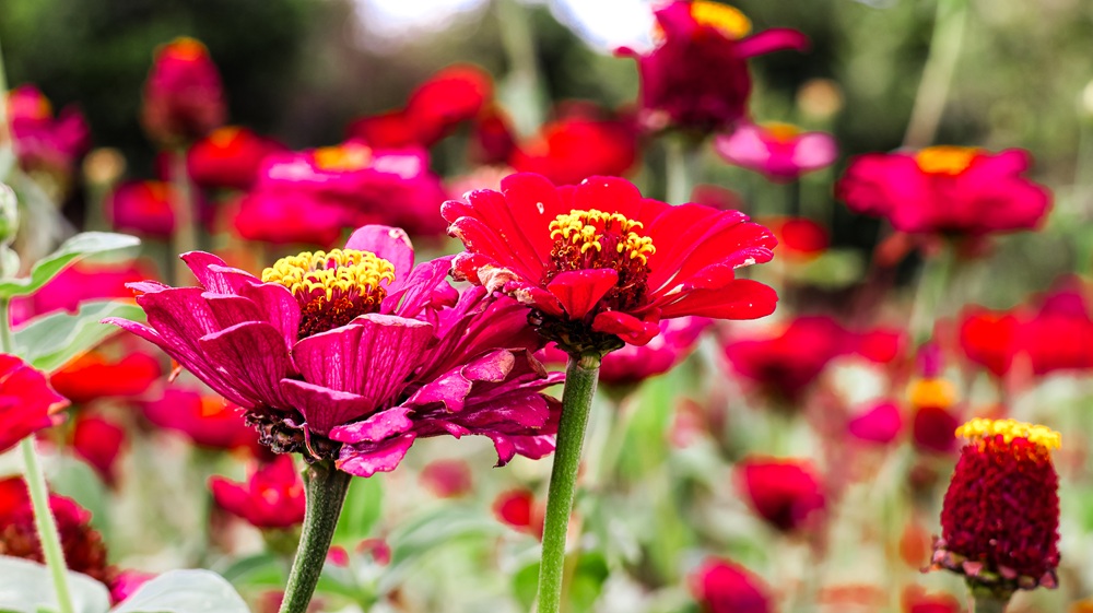 Angama mara Flowers
