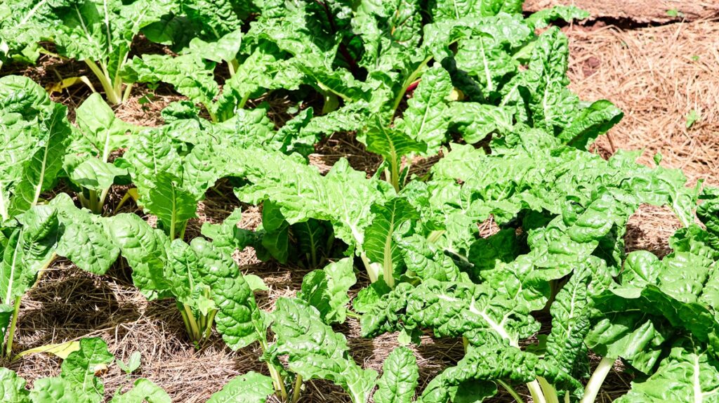 Lettuce