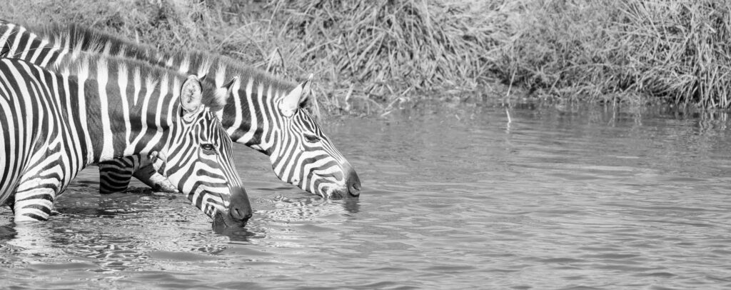 Drinking water a dazzle of Zebras