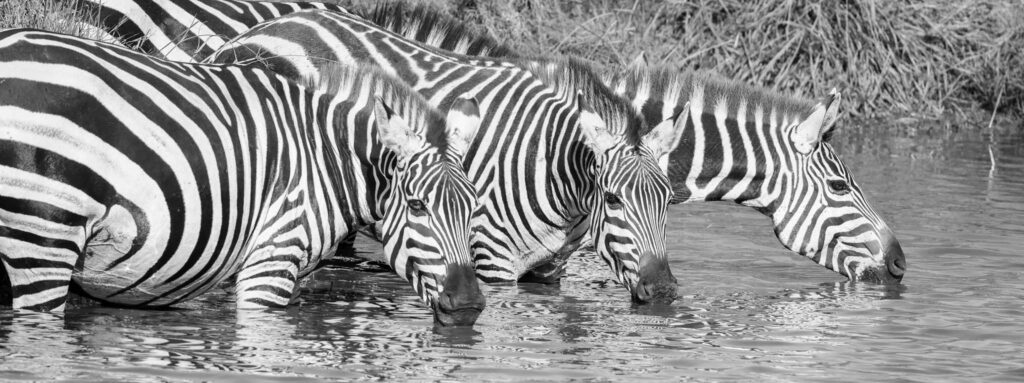 Drinking water a dazzle of Zebras