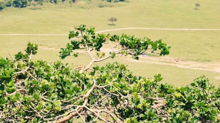 Views of Mara from Angama Mara