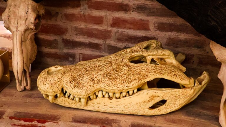 Crocodile Skeleton