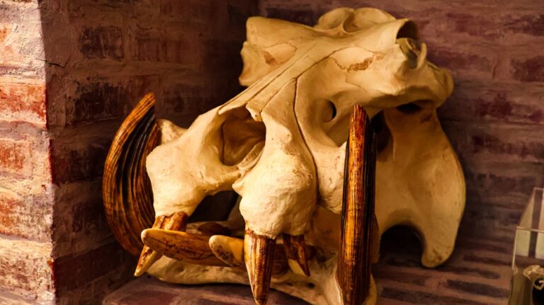 Hippo Skeleton