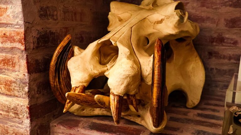 Hippo Skeleton