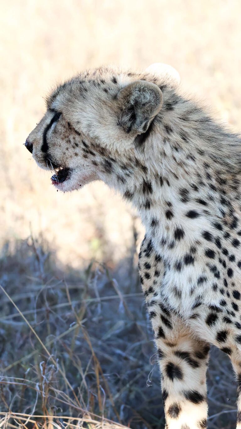 Lone Cheetah
