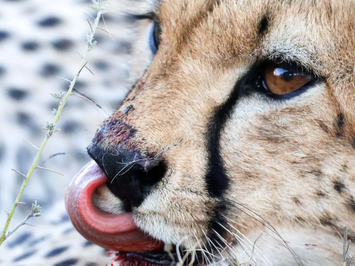 baby cheetah with blood on his mouth