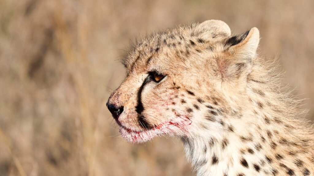 baby cheetah