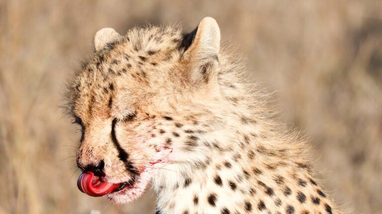 baby cheetah