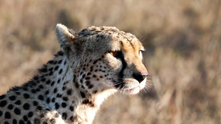 baby cheetah