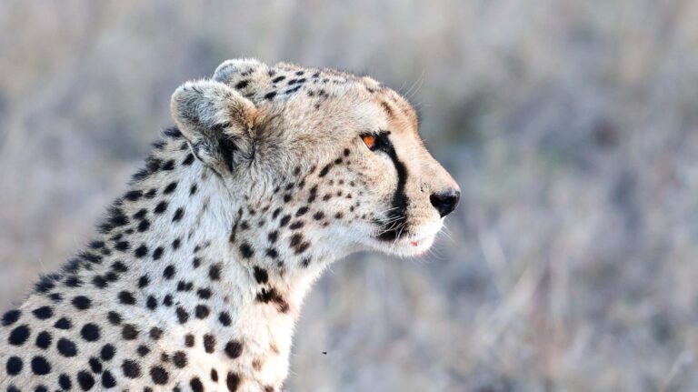 baby cheetah