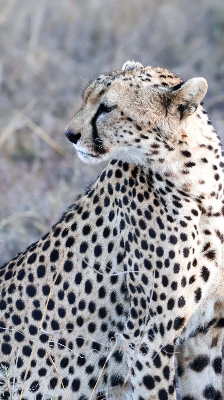 baby cheetah