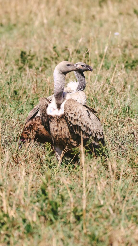 A pair of White Hooded Vultures