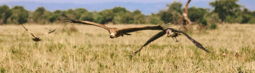 Flying Vultures