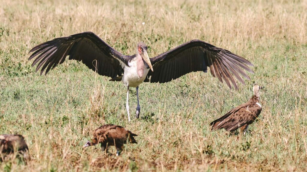 Marabou Stork showing his wingspan