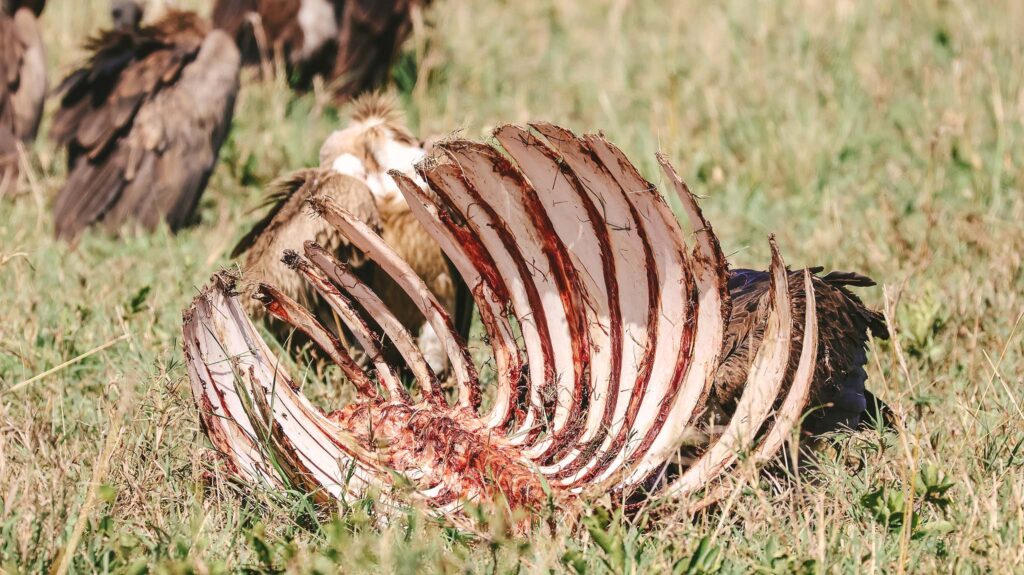 Carcass with vultures in the background