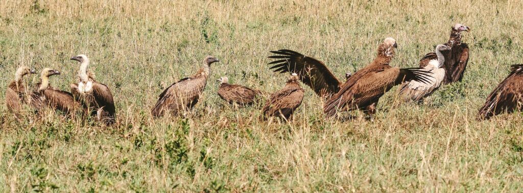 A wake of Vultures