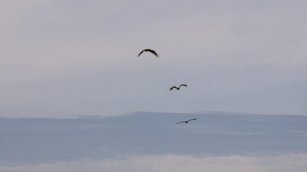 Swirling vultures coming in