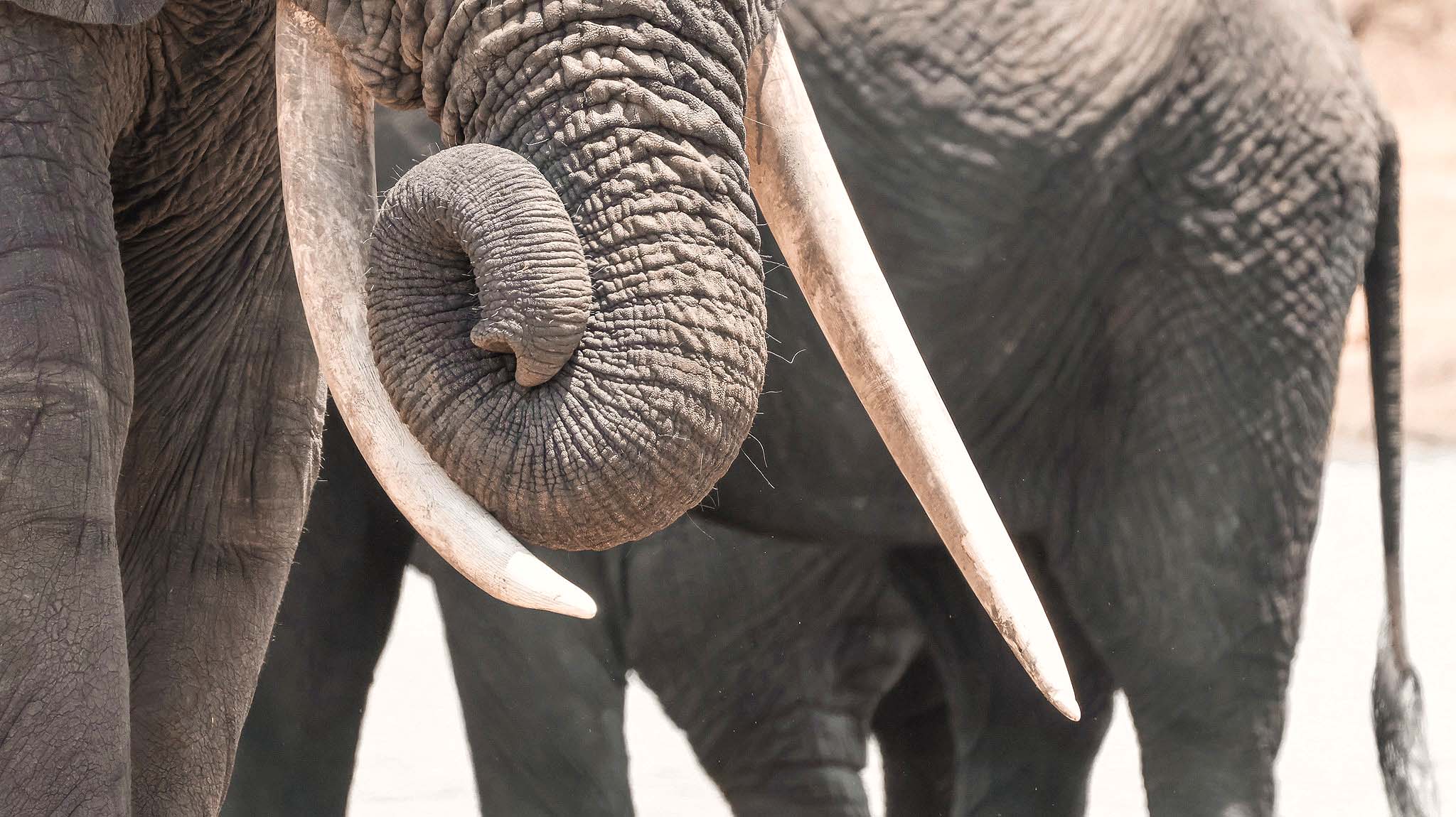 trunks with tusks