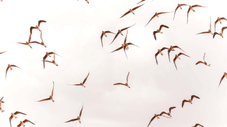 Birds being disturbed by the elephant