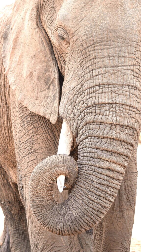 Elephant Encounters at Chem Chem