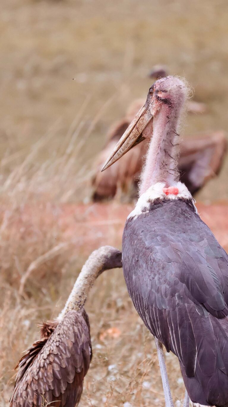 Marabou stork