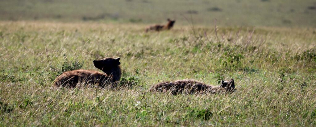 Facts about Hyenas