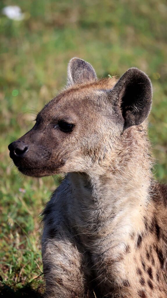 adolescence hyena