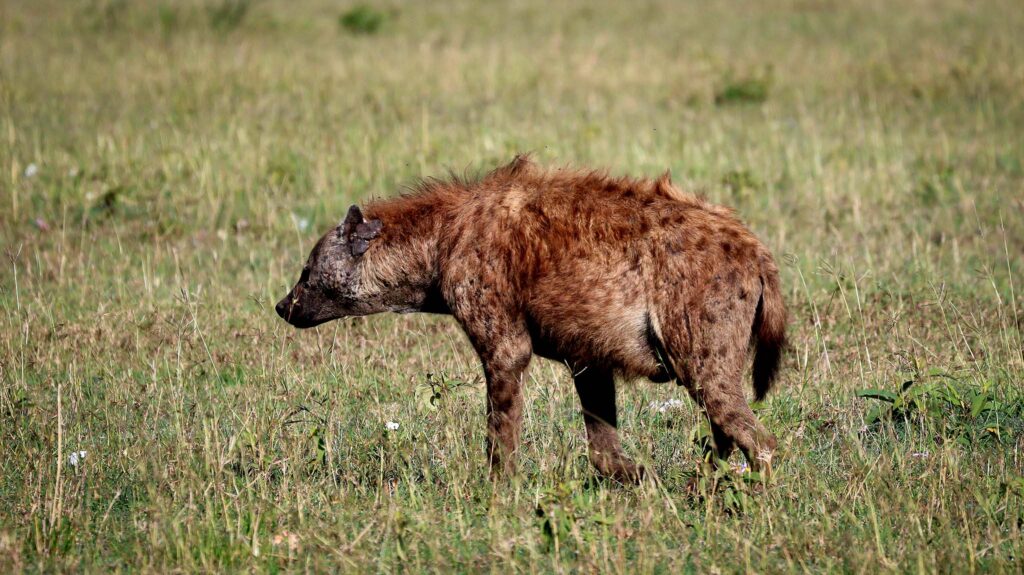Facts about Hyenas