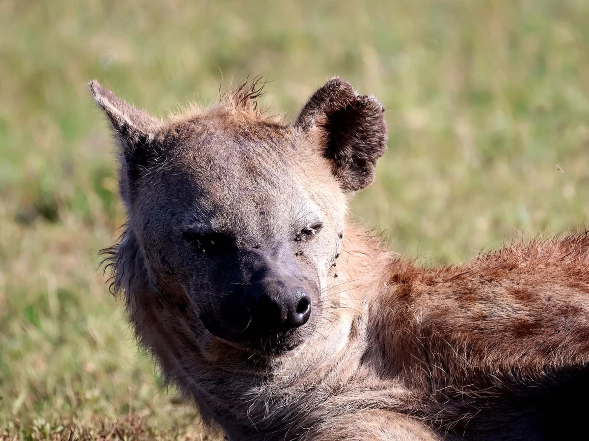 Facts about Hyenas