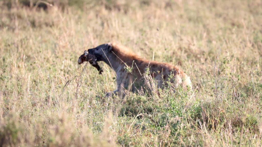 Facts about Hyenas