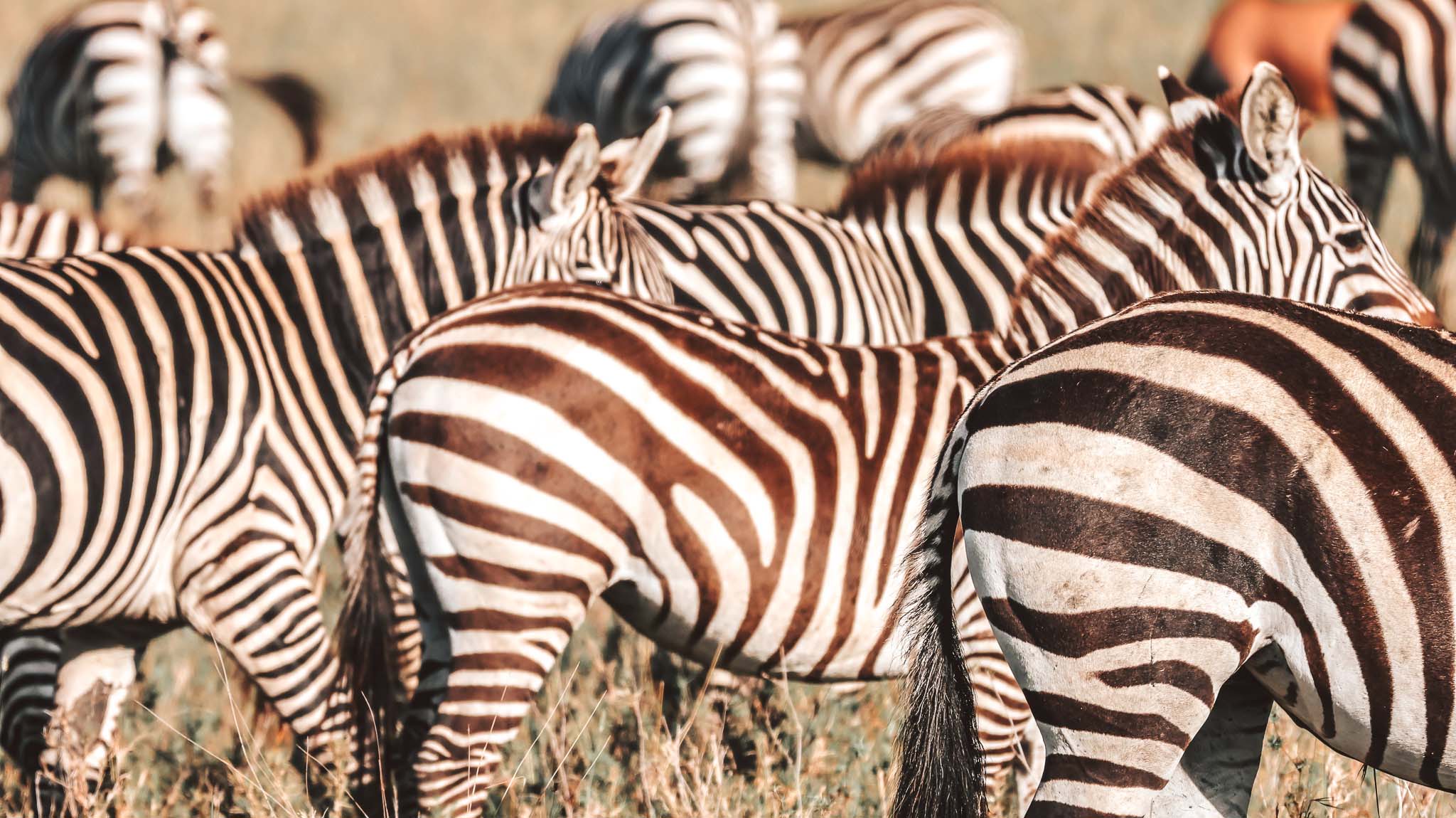 Zebra in the Serengeti