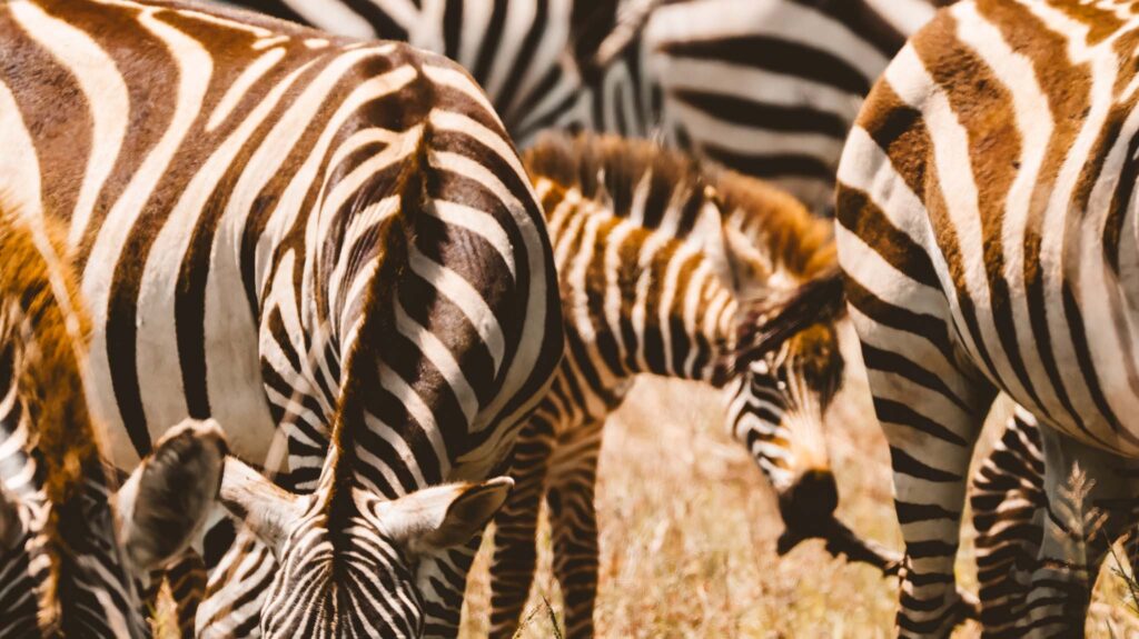 Zebra in the Serengeti