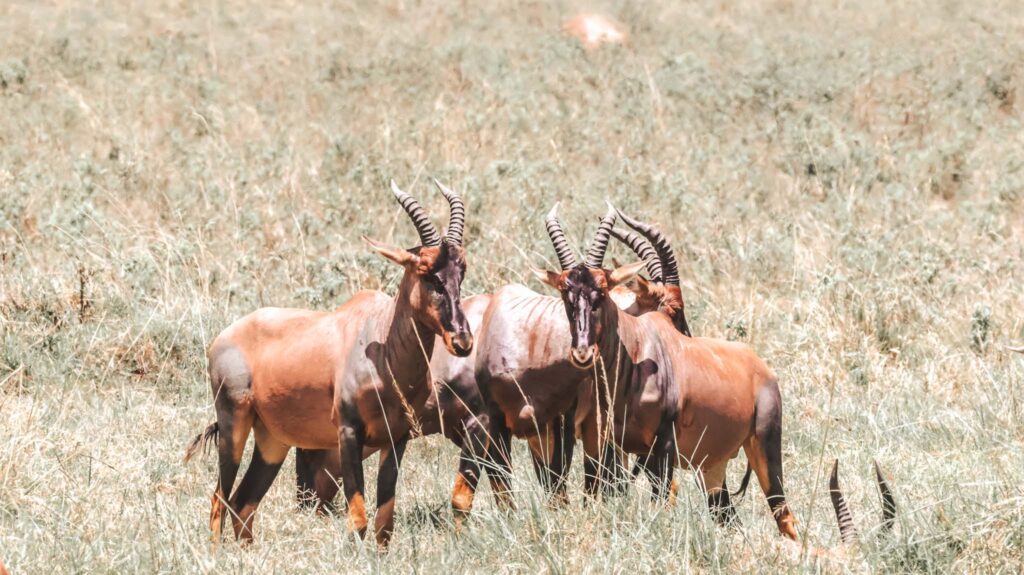 Topi in Serengeti