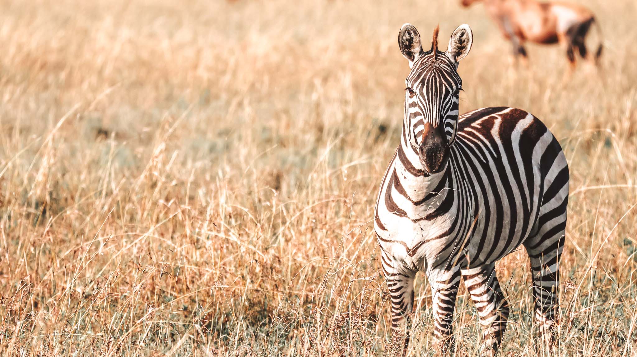 Zebra in the Serengeti