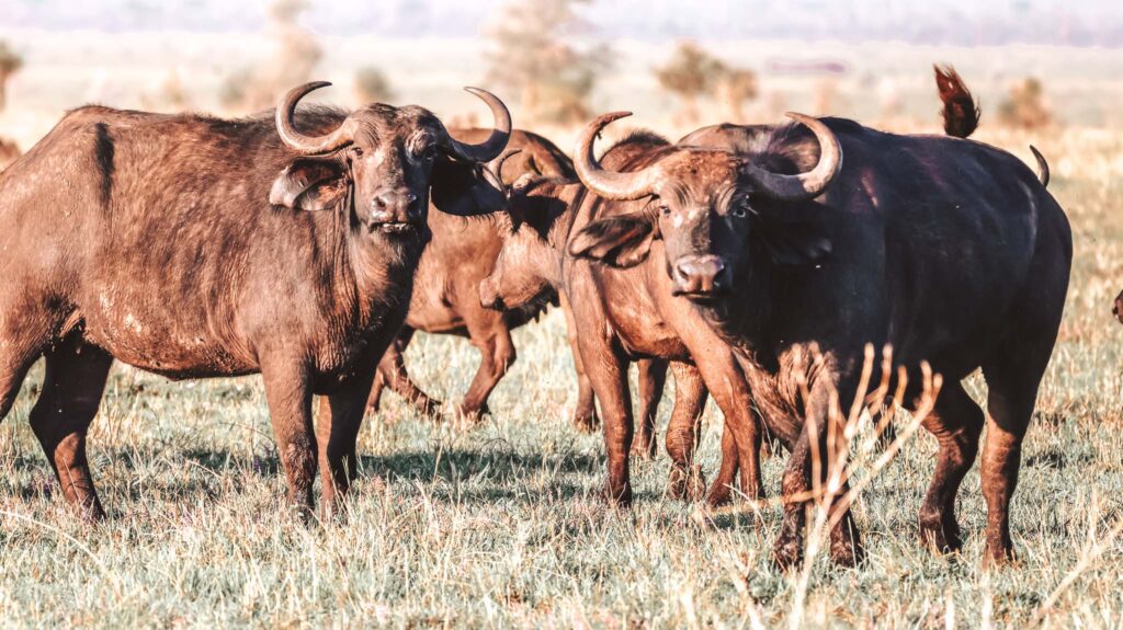 Herds of Buffalo