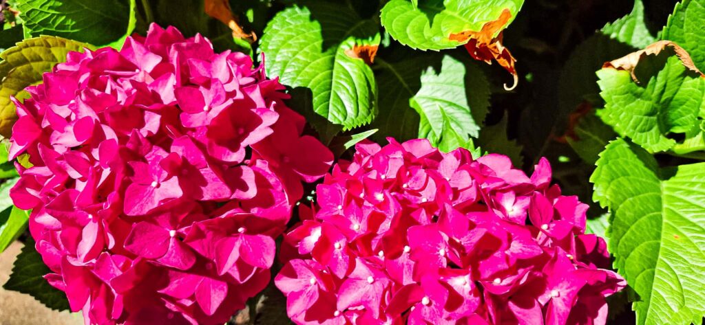 Hydrangeas at Rust en Vrede