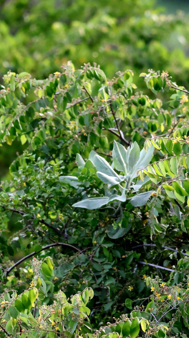 nature at Singita Sasakwa