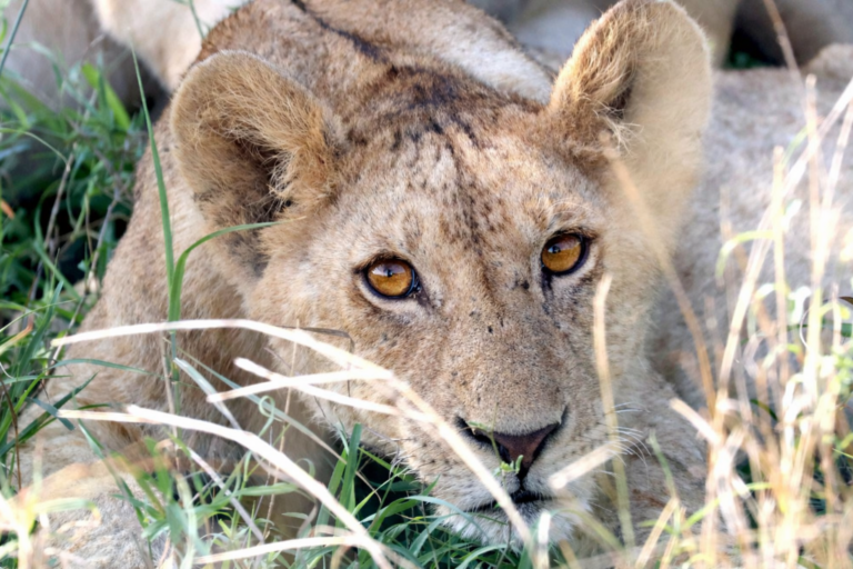 Lion Cub