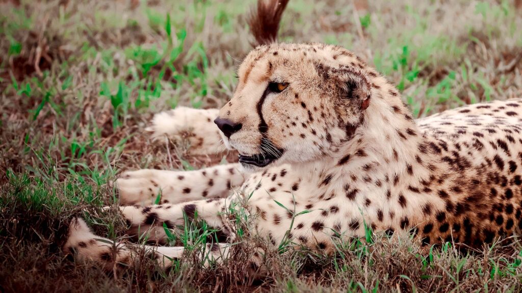 Cheetah on Safari