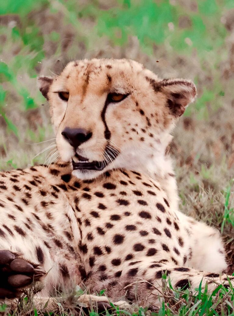 Cheetah on Safari