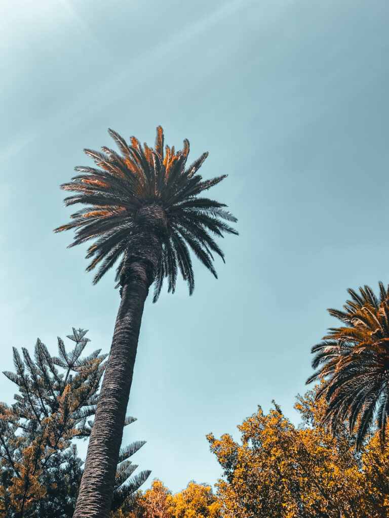 Palm Trees at Mount Nelson
