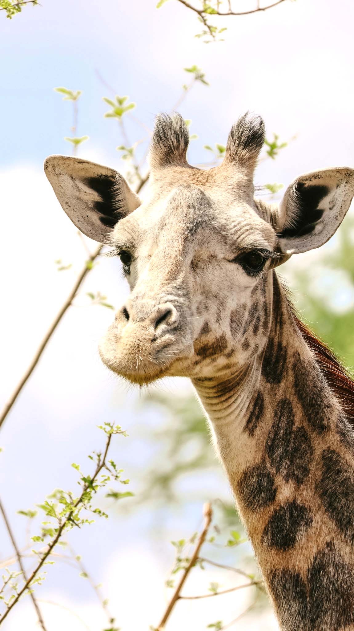 Omo the white giraffe