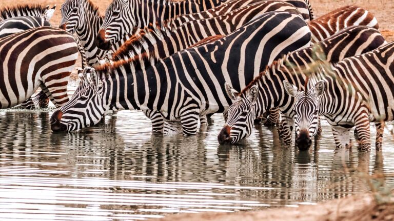 a dazzle of zebra