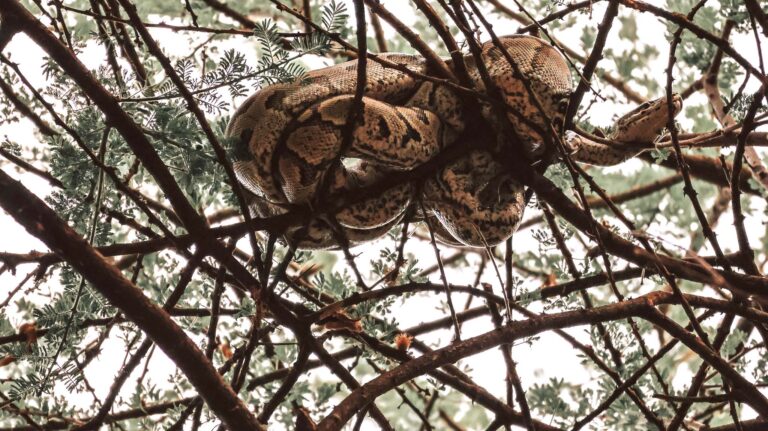 Snake in the Tree