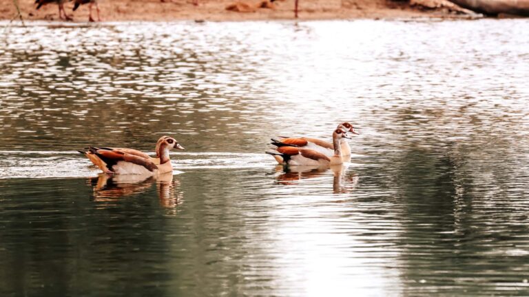 Egyptian geese on the water