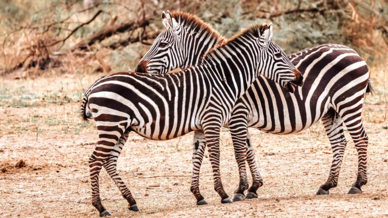 Baby Zebra