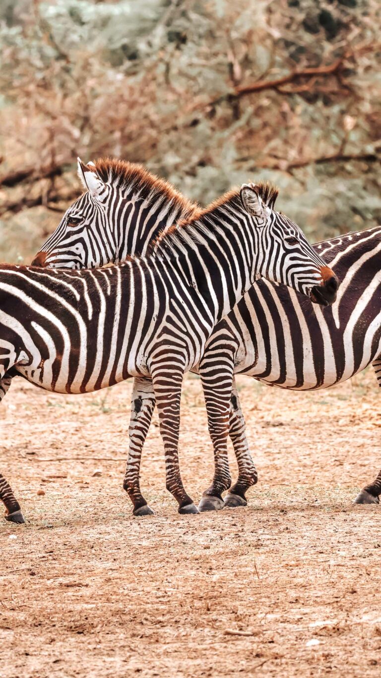a dazzle of zebra