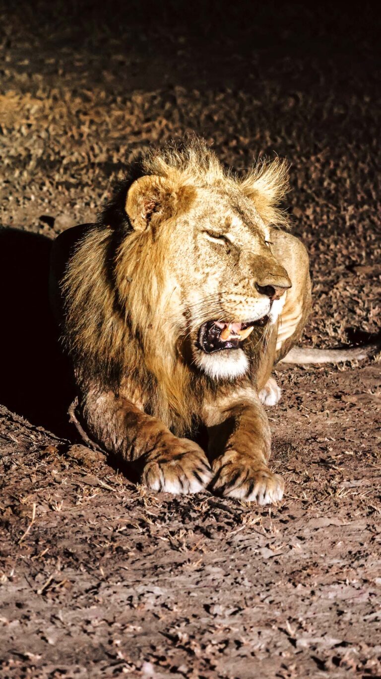 lion on a night drive